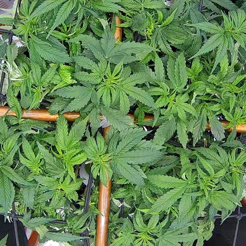 Shark Sherbet fast #5 5x5 SCROG growlog timeline photo