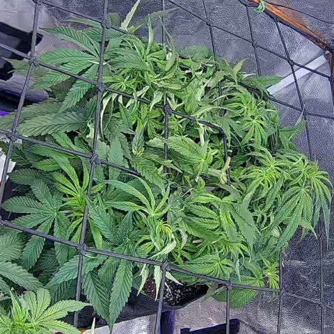 Bacio Gelato fast #2 5x5 SCROG growlog timeline photo