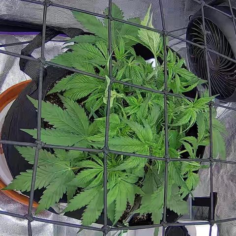 Bacio Gelato fast #3 5x5 SCROG growlog timeline photo