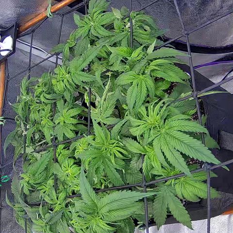 Shark Sherbet fast #4 5x5 SCROG growlog timeline photo