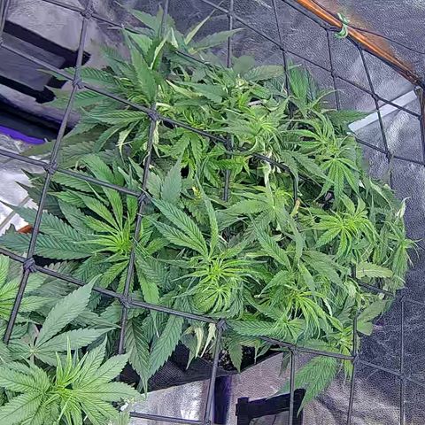 Bacio Gelato fast #2 5x5 SCROG growlog timeline photo