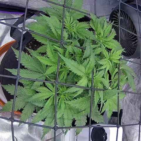 Bacio Gelato fast #3 5x5 SCROG growlog timeline photo
