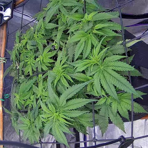 Shark Sherbet fast #4 5x5 SCROG growlog timeline photo