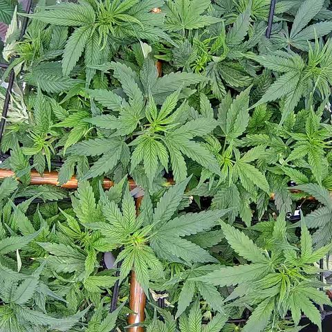 Shark Sherbet fast #5 5x5 SCROG growlog timeline photo
