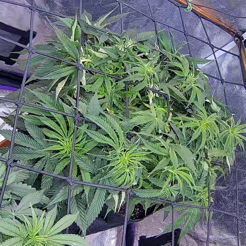 Bacio Gelato fast #2 5x5 SCROG growlog timeline photo