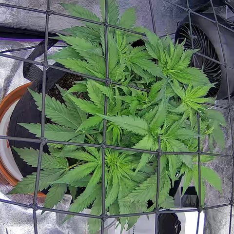Bacio Gelato fast #3 5x5 SCROG growlog timeline photo