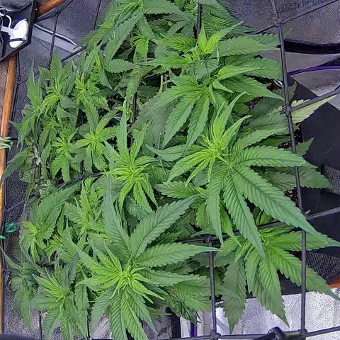 Shark Sherbet fast #4 5x5 SCROG growlog timeline photo