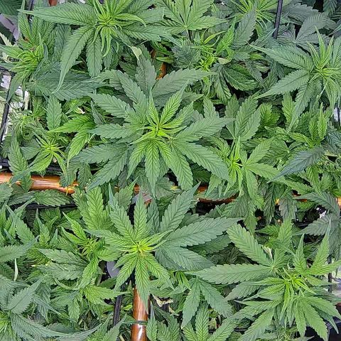 Shark Sherbet fast #5 5x5 SCROG growlog timeline photo