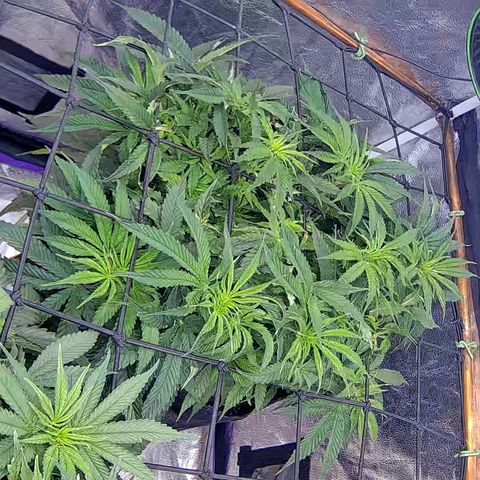Bacio Gelato fast #2 5x5 SCROG growlog timeline photo