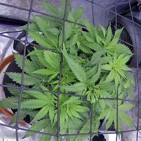 Bacio Gelato fast #3 5x5 SCROG growlog timeline photo