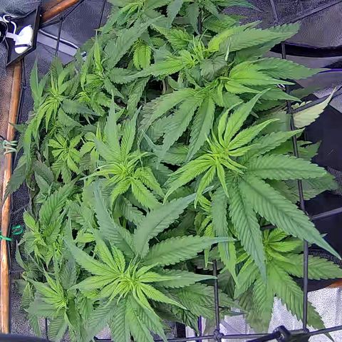 Shark Sherbet fast #4 5x5 SCROG growlog timeline photo