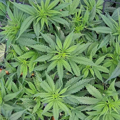 Shark Sherbet fast #5 5x5 SCROG growlog timeline photo