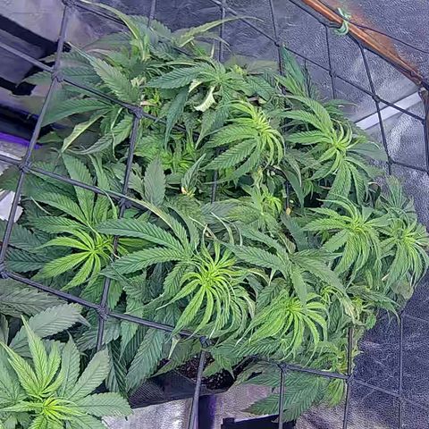 Bacio Gelato fast #2 5x5 SCROG growlog timeline photo