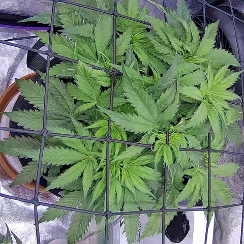 Bacio Gelato fast #3 5x5 SCROG growlog timeline photo