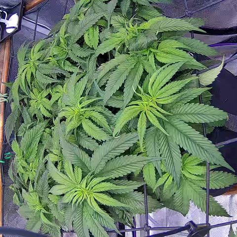 Shark Sherbet fast #4 5x5 SCROG growlog timeline photo