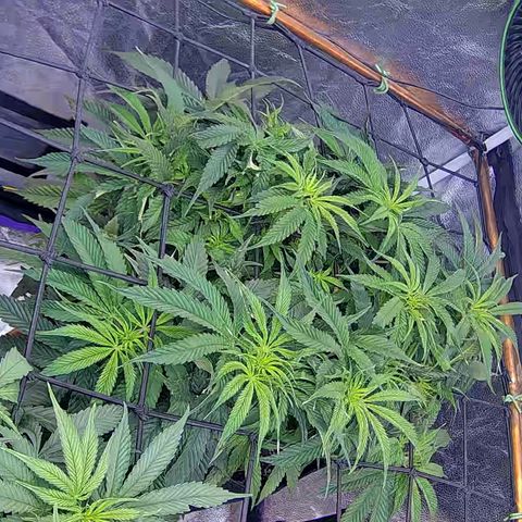 Bacio Gelato fast #2 5x5 SCROG growlog timeline photo
