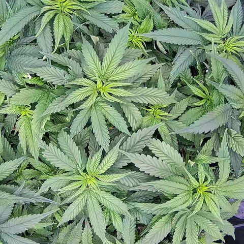 Shark Sherbet fast #5 5x5 SCROG growlog timeline photo