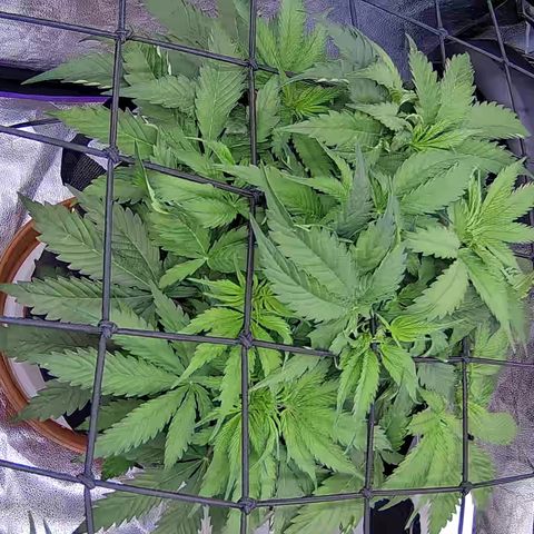 Bacio Gelato fast #3 5x5 SCROG growlog timeline photo