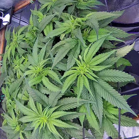 Shark Sherbet fast #4 5x5 SCROG growlog timeline photo