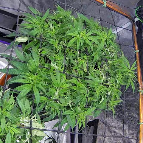 Bacio Gelato fast #2 5x5 SCROG growlog timeline photo