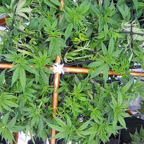 Shark Sherbet fast #5 5x5 SCROG growlog timeline photo