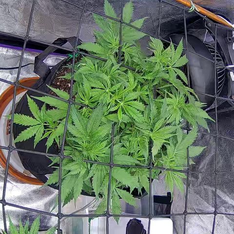 Bacio Gelato fast #3 5x5 SCROG growlog timeline photo