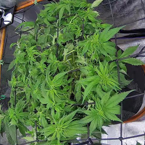 Shark Sherbet fast #4 5x5 SCROG growlog timeline photo