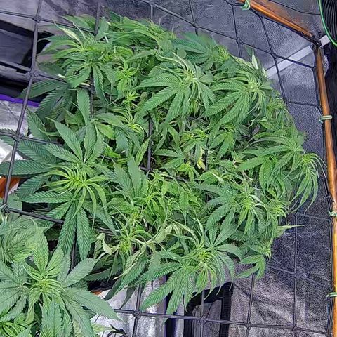 Bacio Gelato fast #2 5x5 SCROG growlog timeline photo