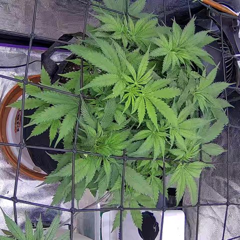 Bacio Gelato fast #3 5x5 SCROG growlog timeline photo