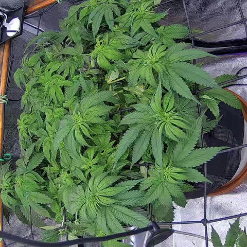 Shark Sherbet fast #4 5x5 SCROG growlog timeline photo