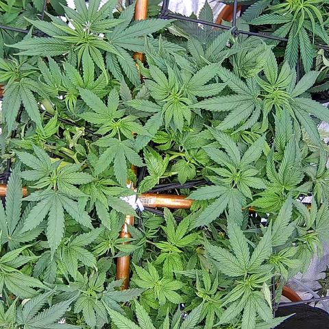 Shark Sherbet fast #5 5x5 SCROG growlog timeline photo