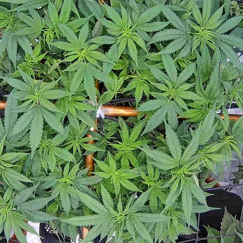 Shark Sherbet fast #5 5x5 SCROG growlog timeline photo