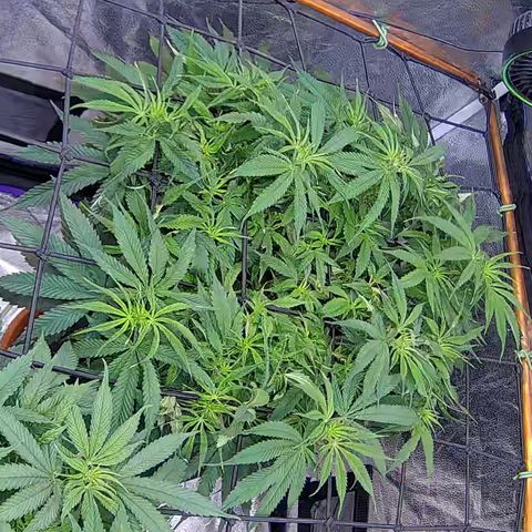 Bacio Gelato fast #2 5x5 SCROG growlog timeline photo