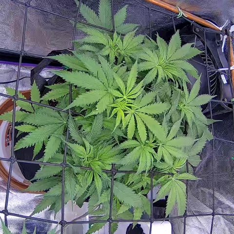 Bacio Gelato fast #3 5x5 SCROG growlog timeline photo