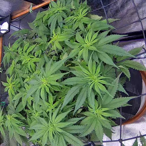 Shark Sherbet fast #4 5x5 SCROG growlog timeline photo
