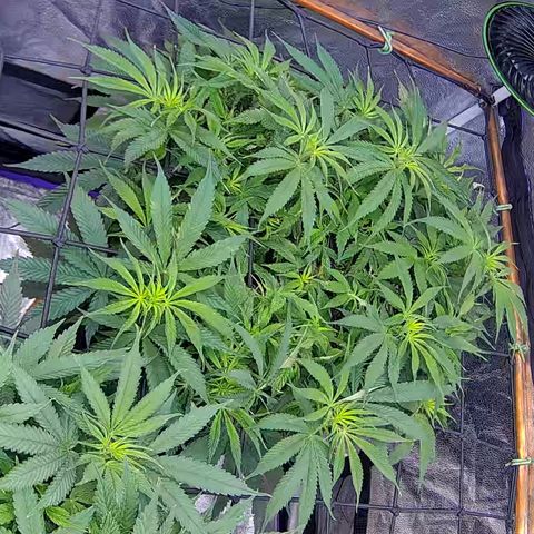 Bacio Gelato fast #2 5x5 SCROG growlog timeline photo