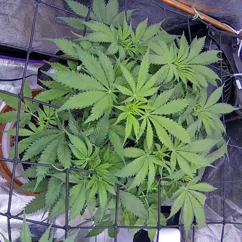 Bacio Gelato fast #3 5x5 SCROG growlog timeline photo