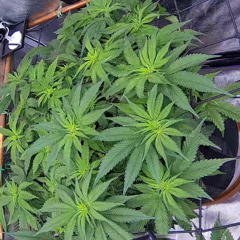 Shark Sherbet fast #4 5x5 SCROG growlog timeline photo
