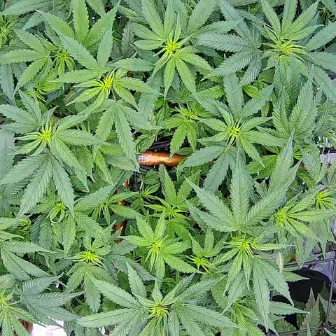 Shark Sherbet fast #5 5x5 SCROG growlog timeline photo