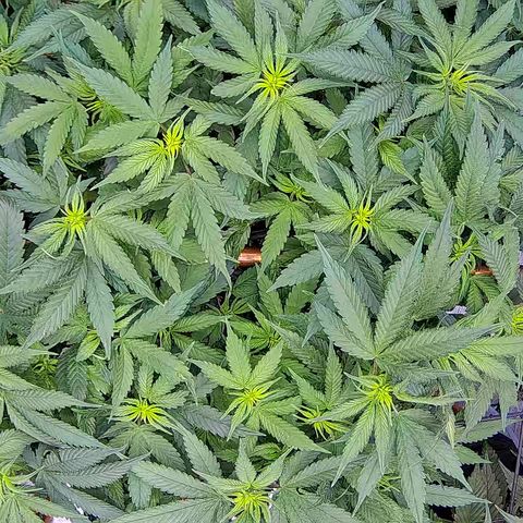 Shark Sherbet fast #5 5x5 SCROG growlog timeline photo