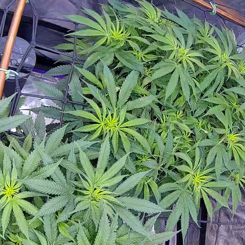 Bacio Gelato fast #2 5x5 SCROG growlog timeline photo