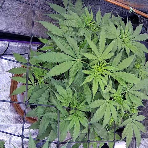 Bacio Gelato fast #3 5x5 SCROG growlog timeline photo