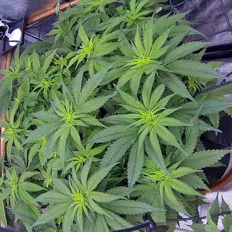 Shark Sherbet fast #4 5x5 SCROG growlog timeline photo