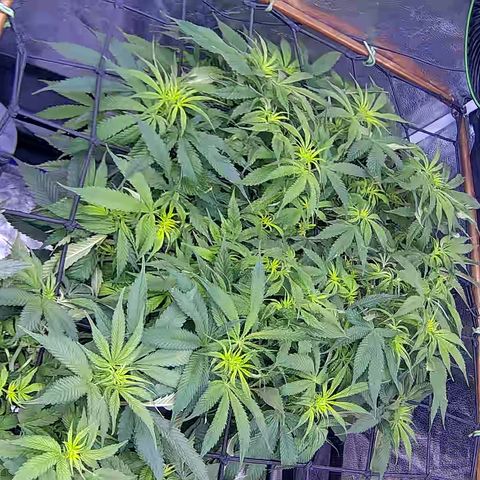 Bacio Gelato fast #2 5x5 SCROG growlog timeline photo