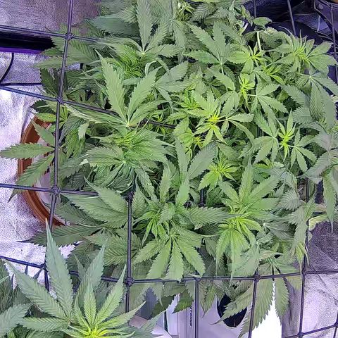 Bacio Gelato fast #3 5x5 SCROG growlog timeline photo