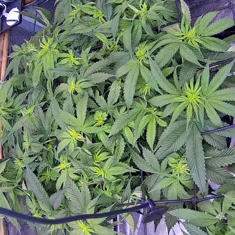 Shark Sherbet fast #4 5x5 SCROG growlog timeline photo