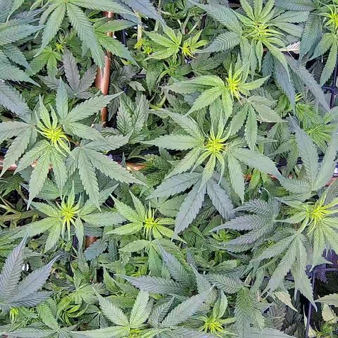 Shark Sherbet fast #5 5x5 SCROG growlog timeline photo