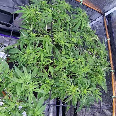 Bacio Gelato fast #2 5x5 SCROG growlog timeline photo