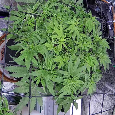 Bacio Gelato fast #3 5x5 SCROG growlog timeline photo