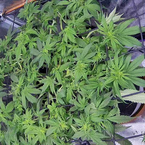 Shark Sherbet fast #4 5x5 SCROG growlog timeline photo